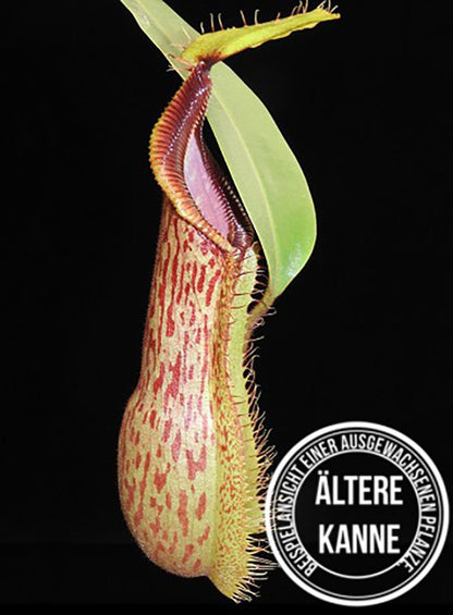 Nepenthes hamata x veitchii BE-4086