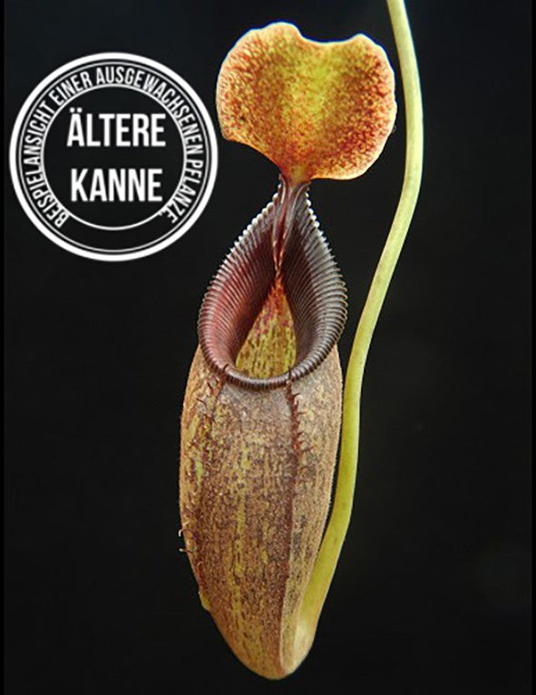 Nepenthes singalana x aristolochioides BE-4092