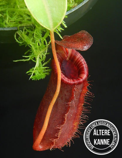 Nepenthes sibuyanensis x lowii BE-4504