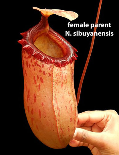 Nepenthes sibuyanensis x lowii BE-4504