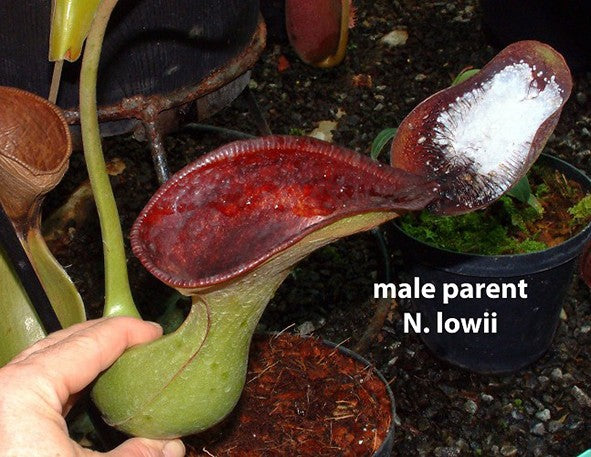 Nepenthes sibuyanensis x lowii BE-4504