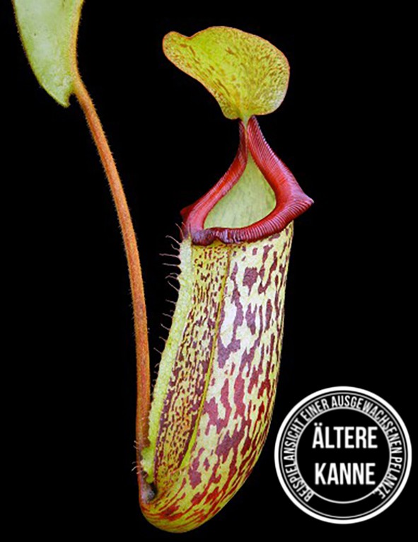 Nepenthes rajah x platychila BE-4509