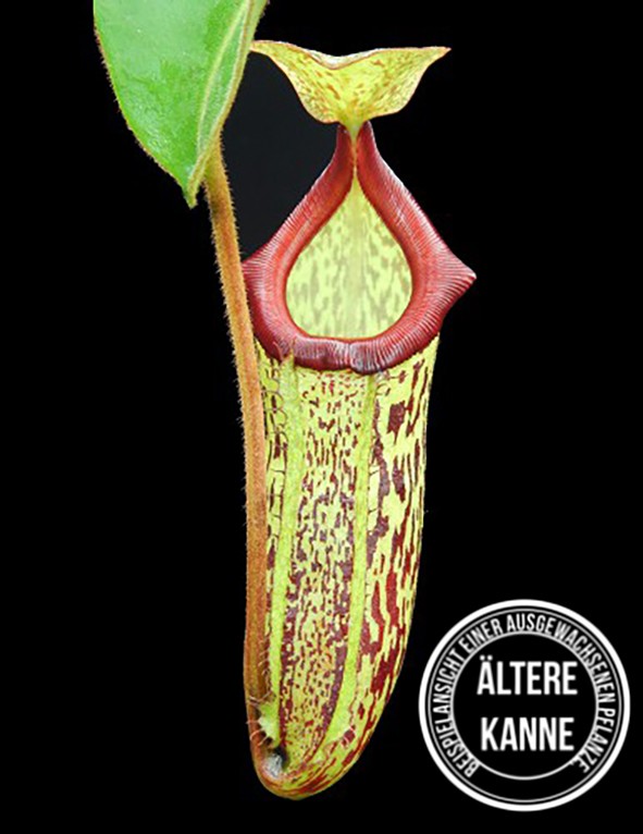 Nepenthes rajah x platychila BE-4509