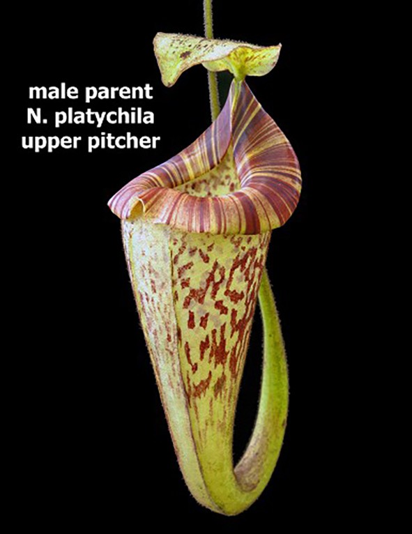 Nepenthes rajah x platychila BE-4509