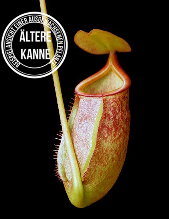 Nepenthes rajah x peltata BE-4510