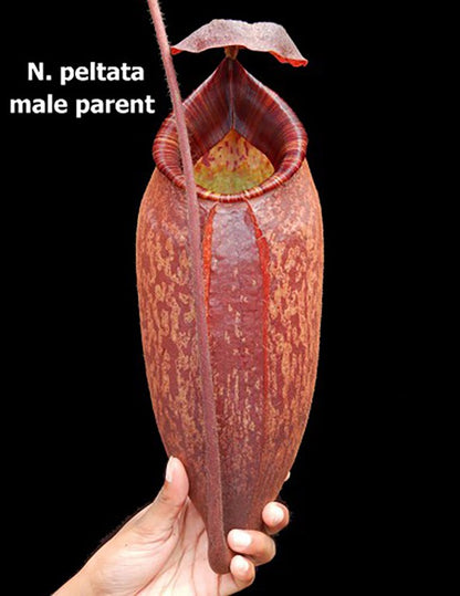 Nepenthes rajah x peltata BE-4510