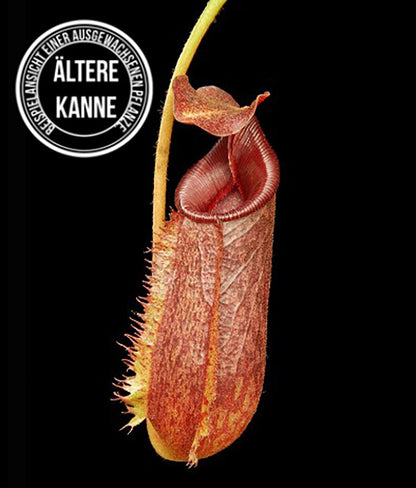 Nepenthes (lowii x macrophylla) x aristolochioides BE-4511