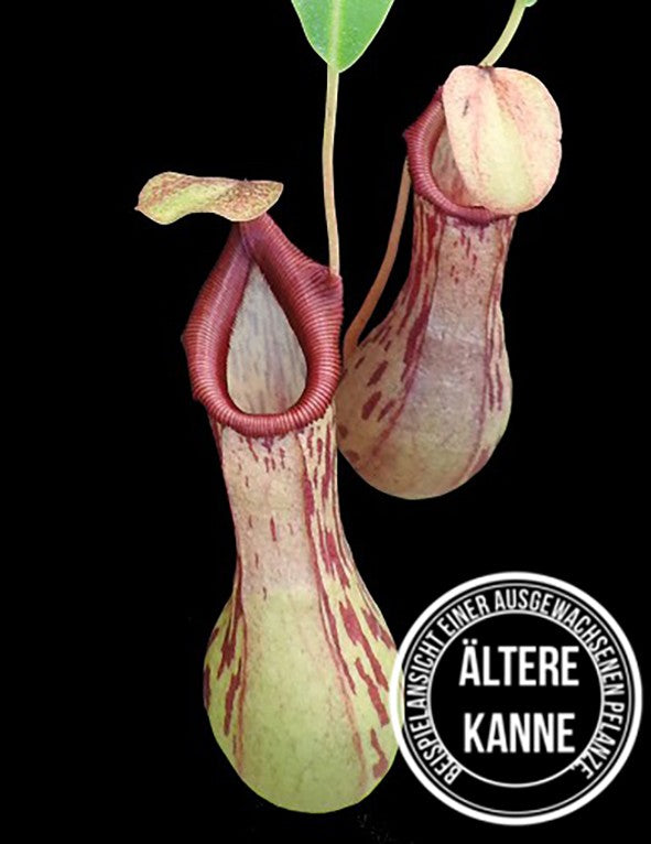 Nepenthes burkei BE-4512