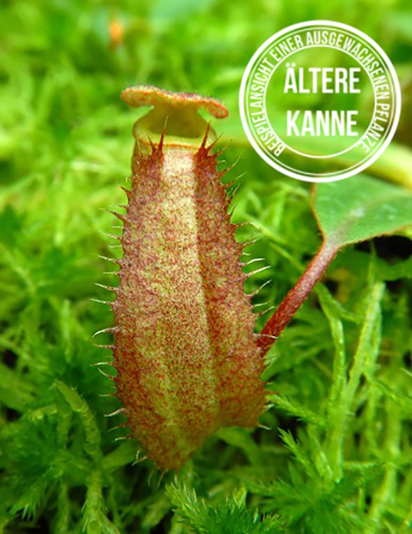 Nepenthes albomarginata x attenboroughii BE-4513