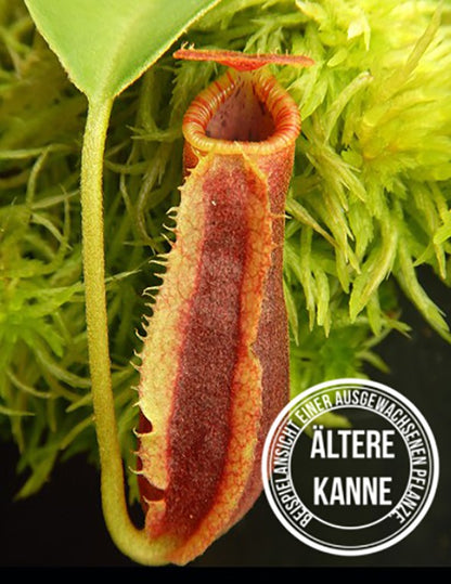 Nepenthes spathulata x lowii BE-4517