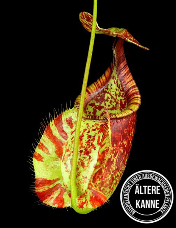 Nepenthes rafflesiana BE-4519