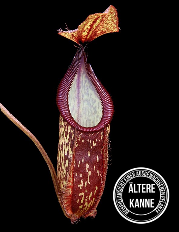 Nepenthes hamata x (maxima x talangensis) BE-4520