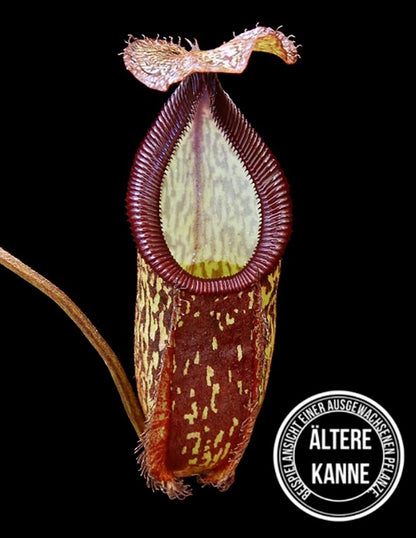 Nepenthes hamata x (maxima x talangensis) BE-4520