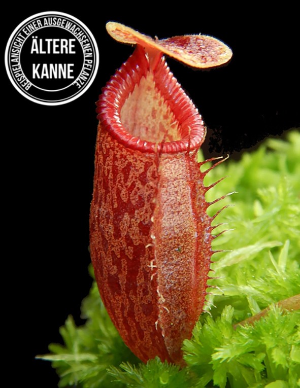 Nepenthes talangensis x diatas BE-4521