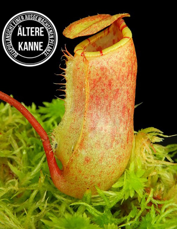 Nepenthes ventricosa x attenboroughii BE-4522