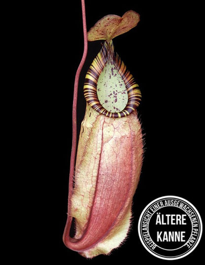 Nepenthes spectabilis x mirabilis var. globosa BE-4523