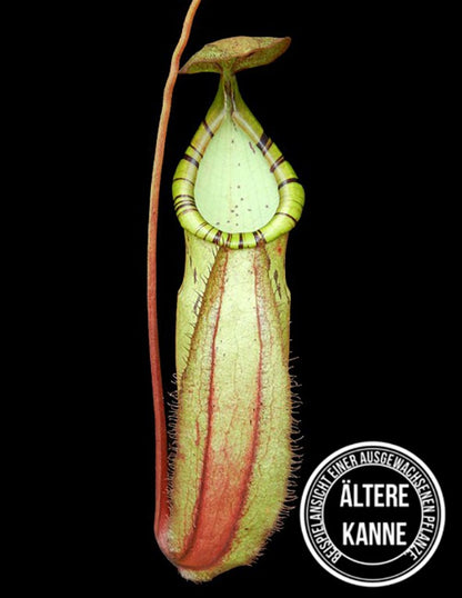 Nepenthes spectabilis x mirabilis var. globosa BE-4523