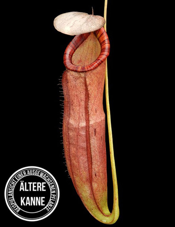 Nepenthes spectabilis x mirabilis var. globosa BE-4523