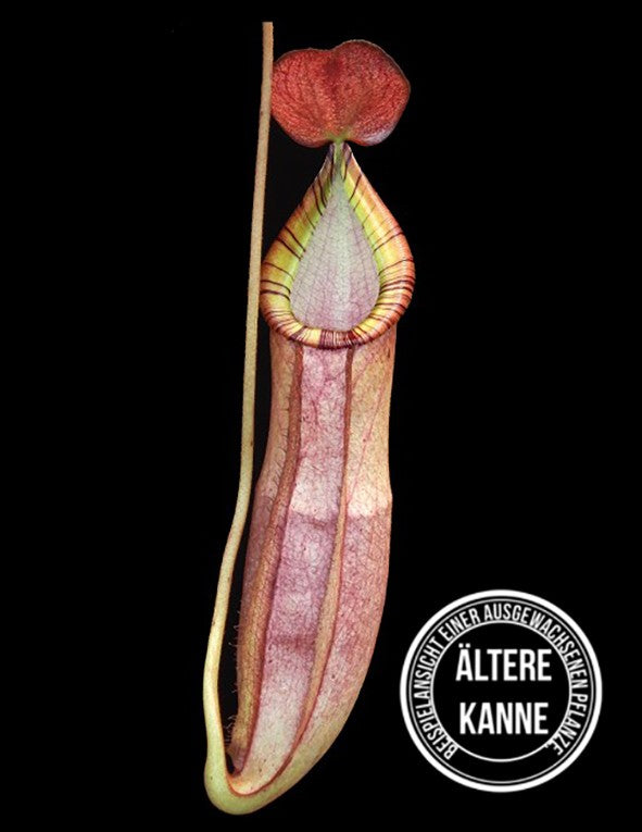 Nepenthes spectabilis x mirabilis var. globosa BE-4523