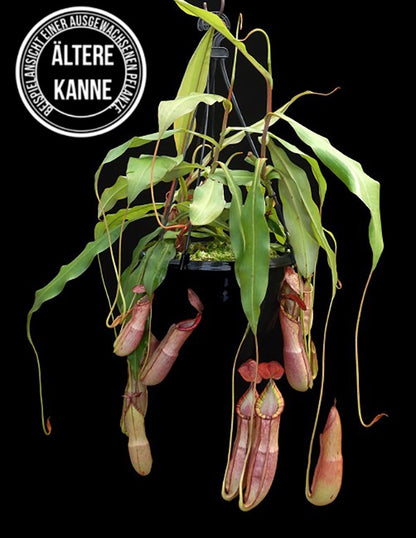 Nepenthes spectabilis x mirabilis var. globosa BE-4523