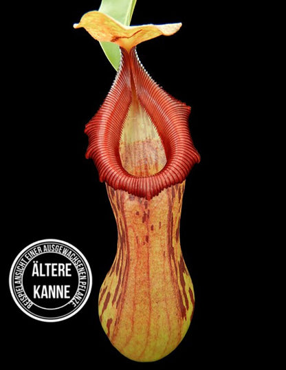 Nepenthes burkei Mt. Halcon BE-4527