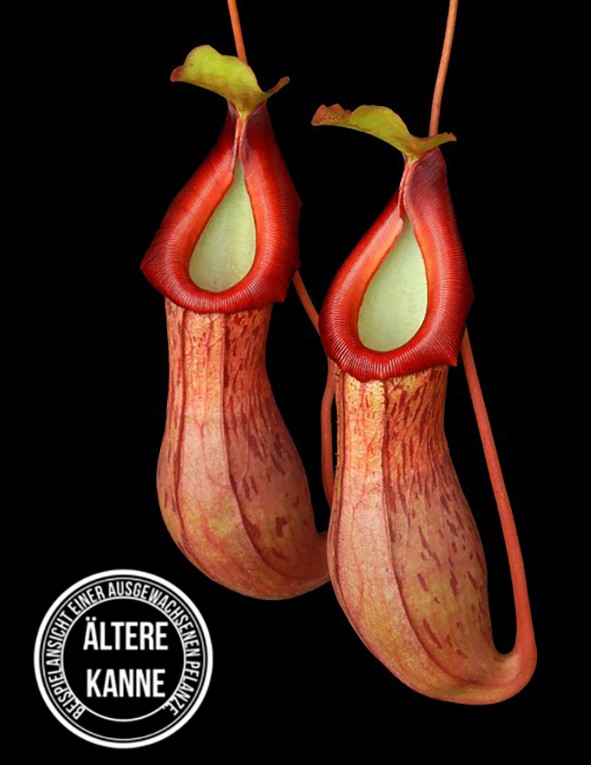 Nepenthes burkei x (burbidgeae x edwardsiana) BE-4531