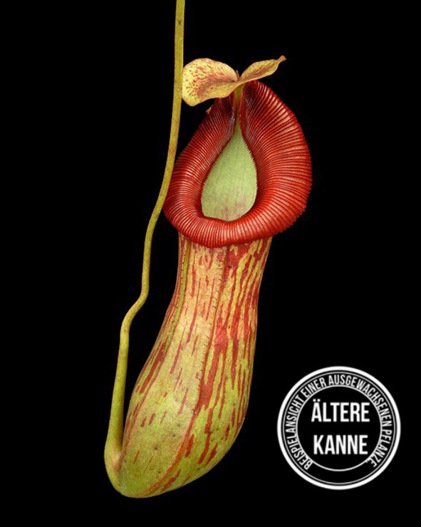 Nepenthes burkei x (burbidgeae x edwardsiana) BE-4531