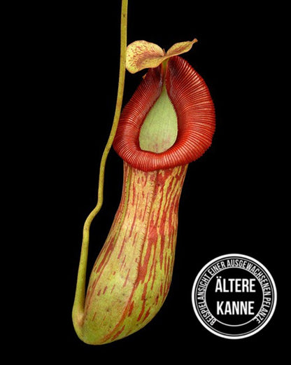 Nepenthes burkei x (burbidgeae x edwardsiana) BE-4531