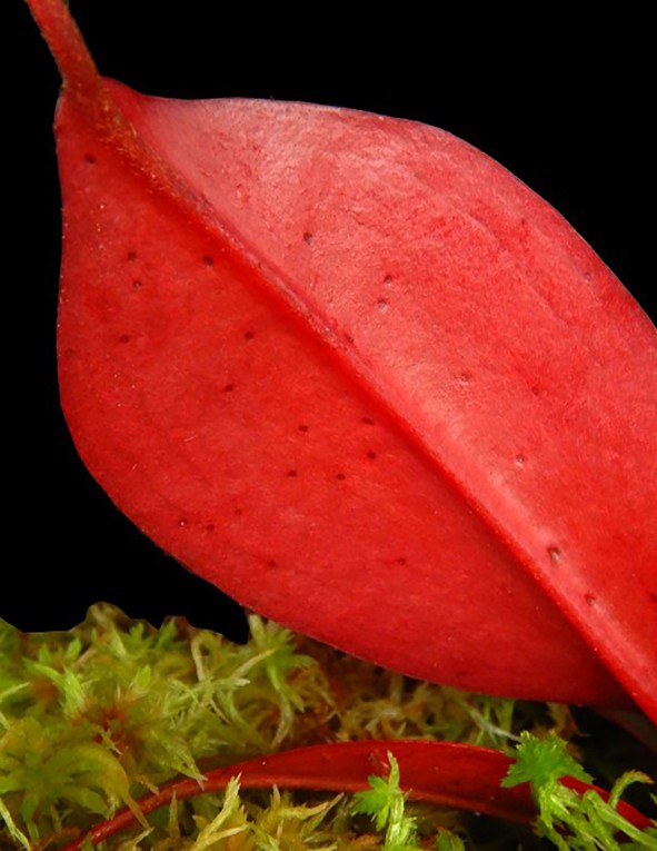 Nepenthes sibuyanensis x peltata BE-4532