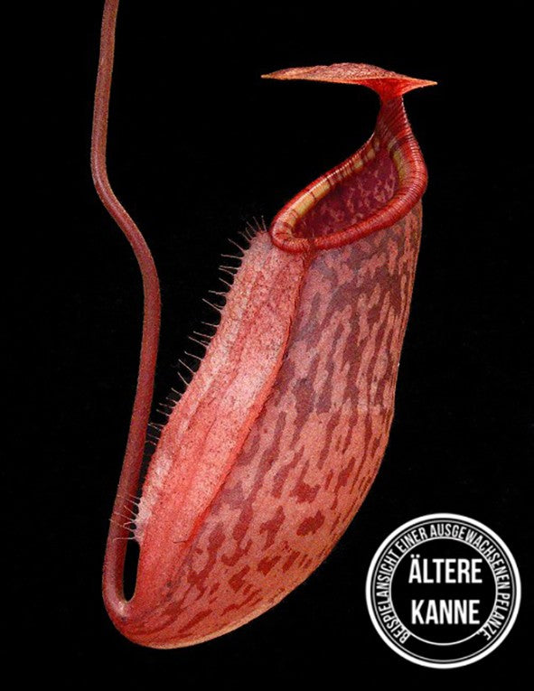 Nepenthes sibuyanensis x peltata BE-4532