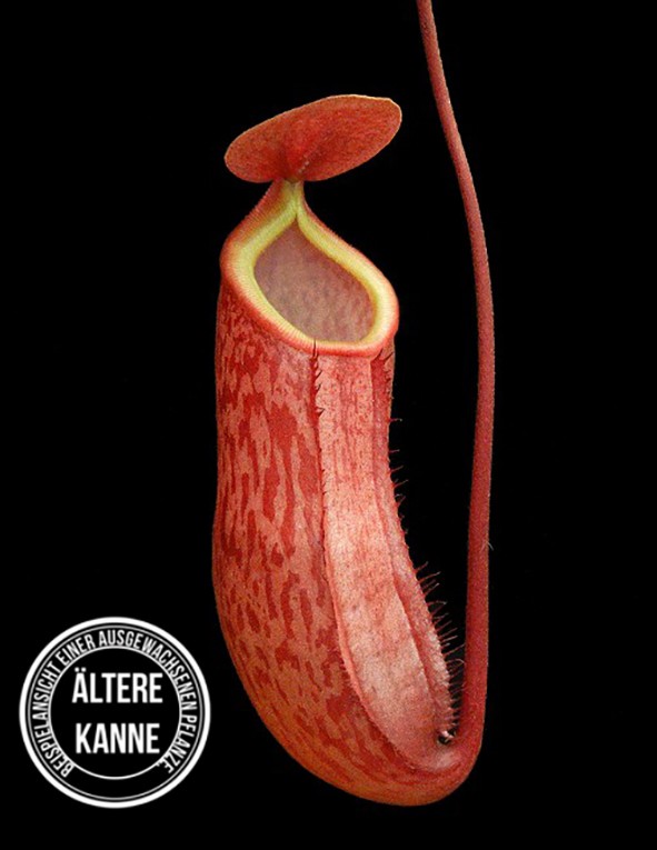 Nepenthes sibuyanensis x peltata BE-4532