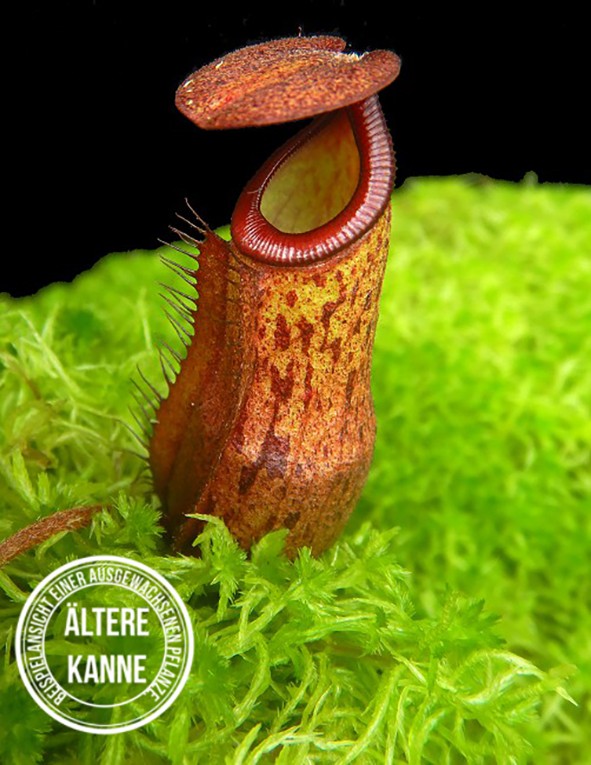 Nepenthes mira x peltata BE-4534