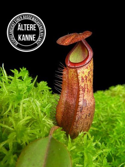 Nepenthes mira x peltata BE-4534