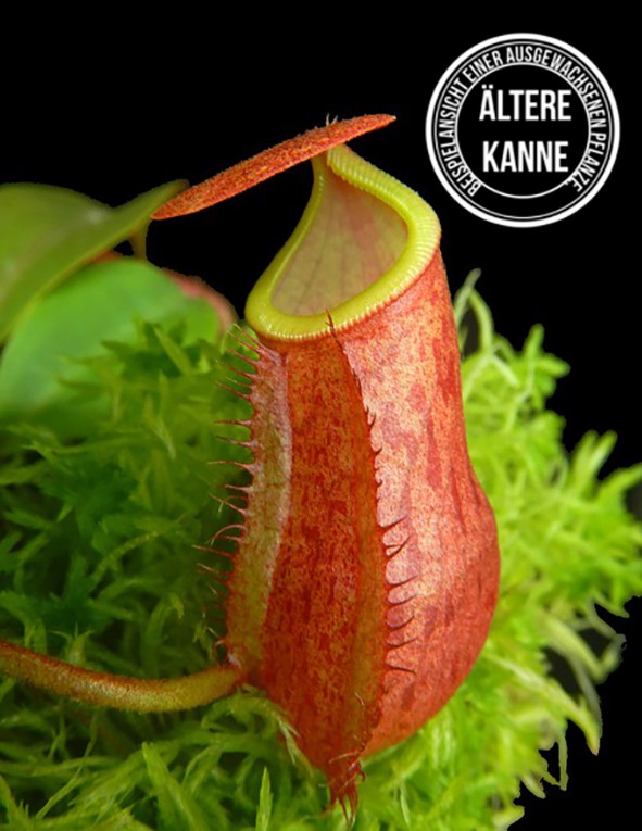 Nepenthes mira x peltata BE-4534