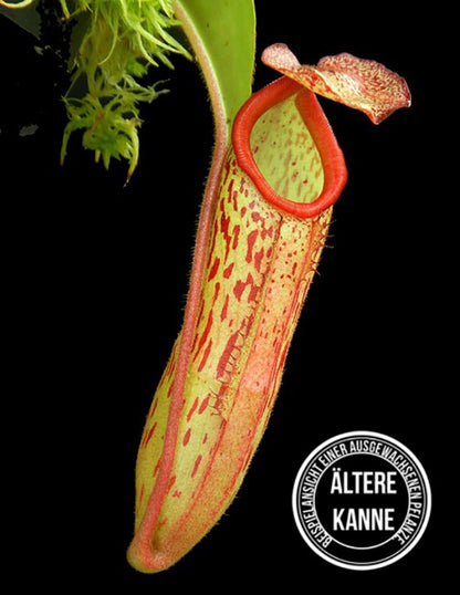 Nepenthes (veitchii x mira) x klossii BE-4548