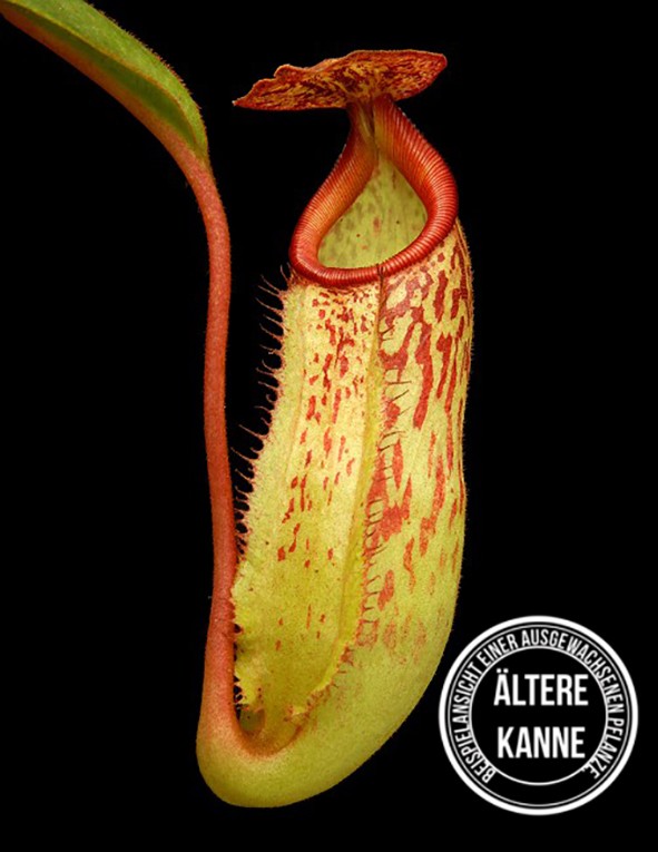 Nepenthes (veitchii x mira) x klossii BE-4548