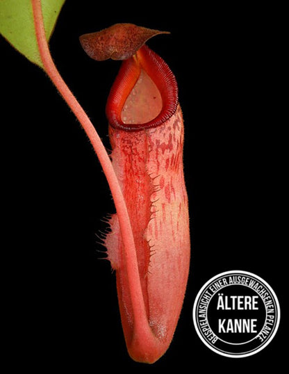 Nepenthes (veitchii x mira) x klossii BE-4548