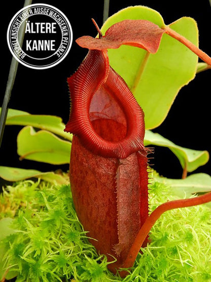 Nepenthes rajah x (burbidgeae x edwardsiana) BE-4551 selected Klon