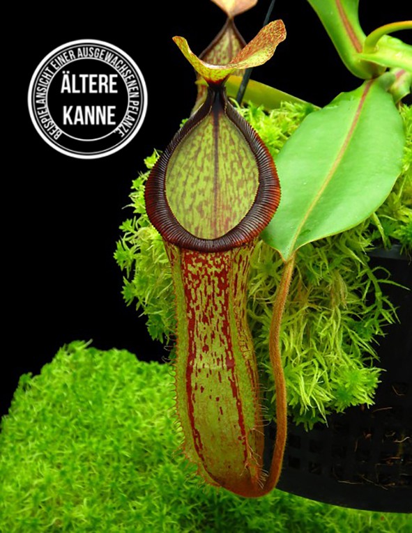 Nepenthes hamata x chaniana BE-4556