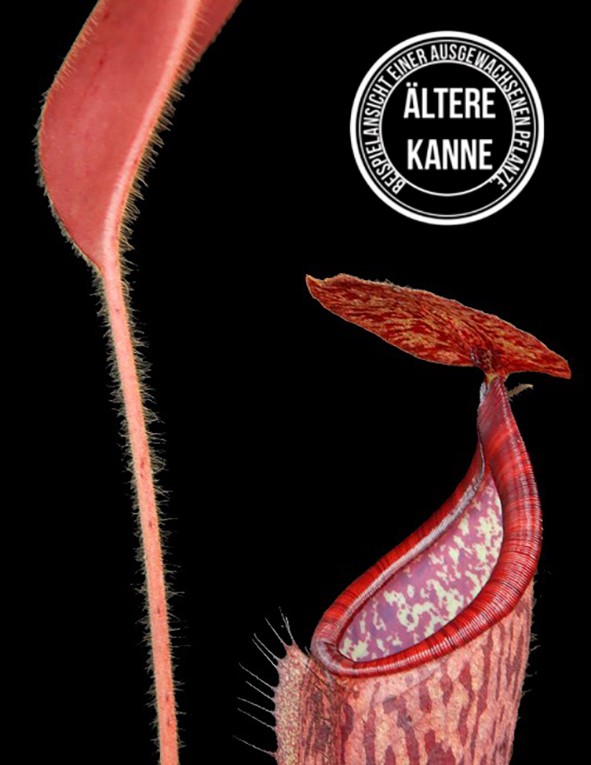 Nepenthes glandulifera x peltata BE-4560