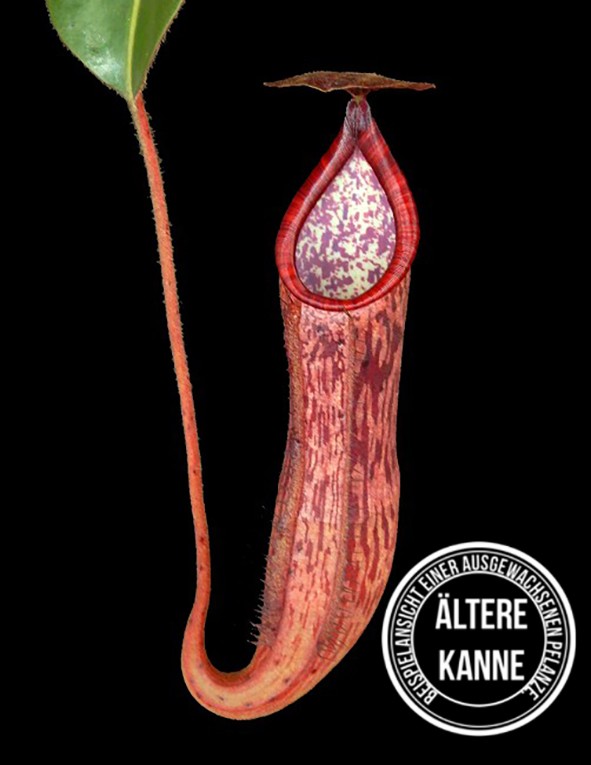 Nepenthes glandulifera x peltata BE-4560