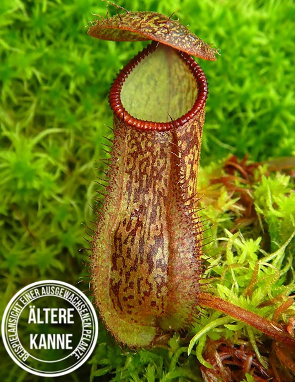 Nepenthes hamata x klossii BE-4562