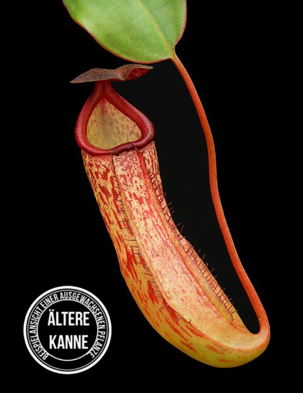 Nepenthes sibuyanensis x klossii BE-4566