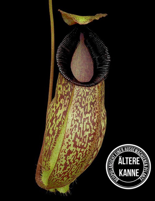 Nepenthes (aristolochioides x spectabilis) x hamata BE-4574