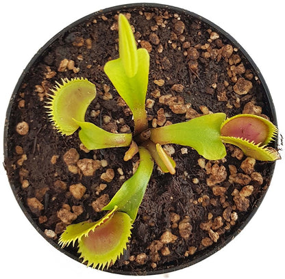 Dionaea muscipula &quot;Dentata Form&quot;