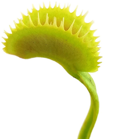 Dionaea muscipula &quot;Dentata Form&quot;