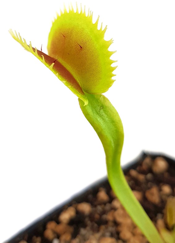 Dionaea muscipula &quot;Dentata Form&quot;