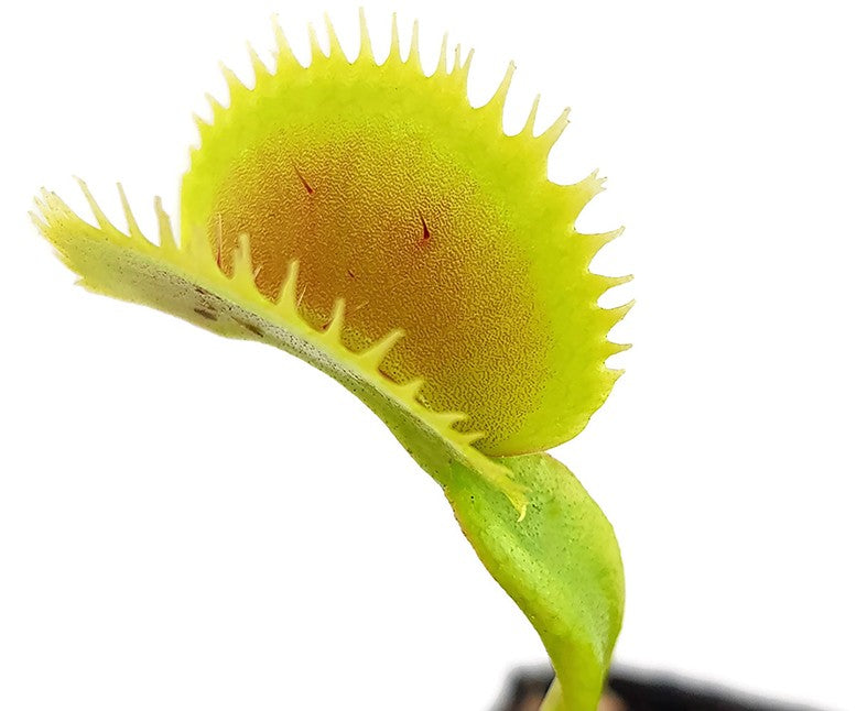 Dionaea muscipula &quot;Dentata Form&quot;