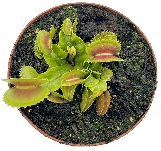 Dionaea muscipula &quot;FB Dreizack&quot;