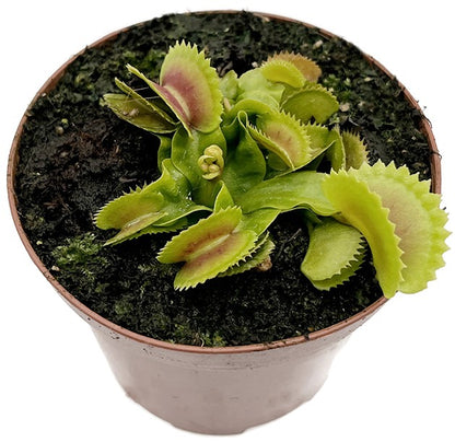 Dionaea muscipula &quot;FB Dreizack&quot;